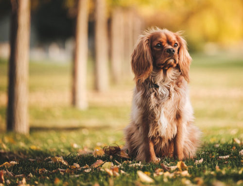 Animal perdu, trouvé ? que faire ?