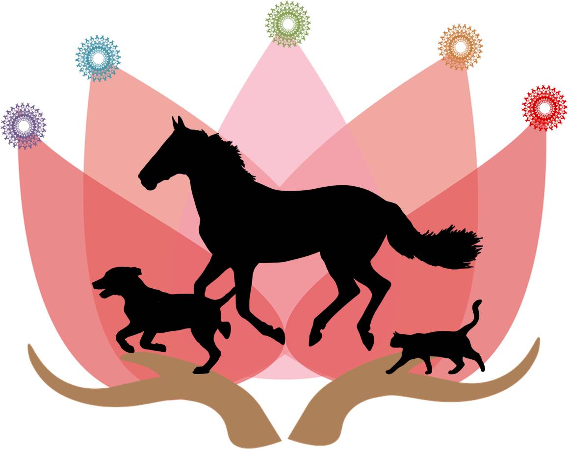 Soin énergétique chevaux