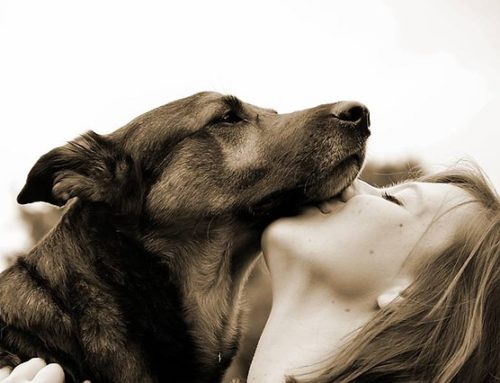 Comment bien choisir son interprète animalier ?