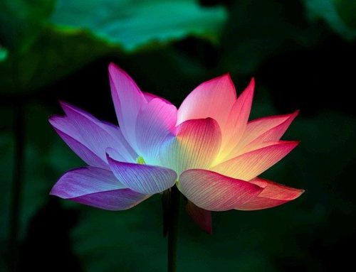 Pourquoi faire un soin énergétique ?