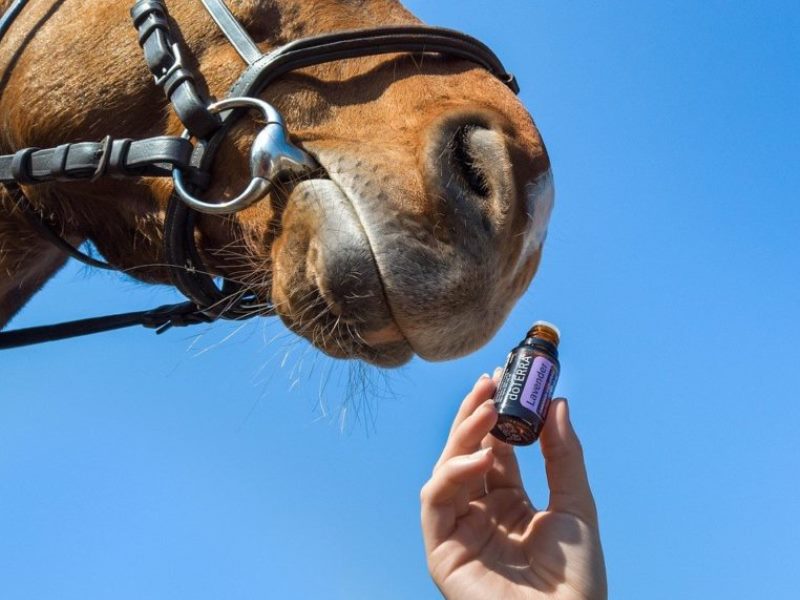 Huile essentielle et chevaux