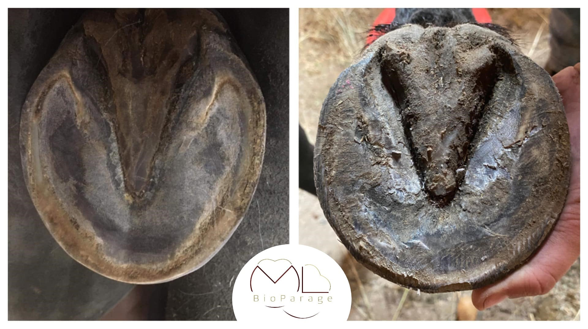 Parage physiologique