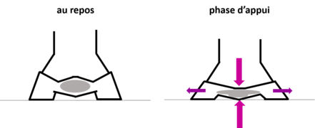Mécanisme du pied du cheval © N. Genoux