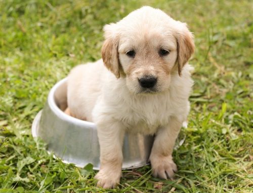 Quand et pourquoi éduquer son chien ?