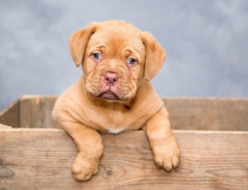 Quel chien vous correspond ? 9 questions à se poser :