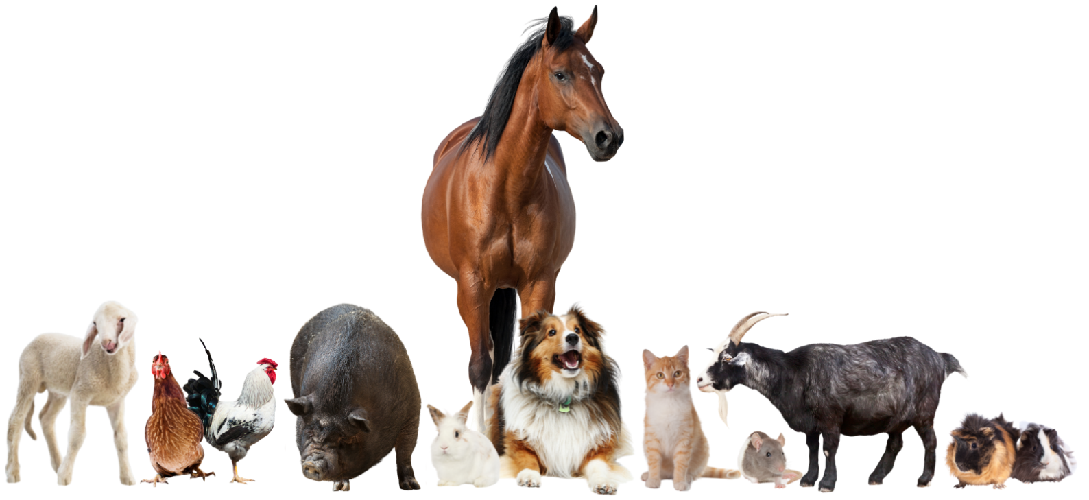 Thérapeute bien-être pour les animaux