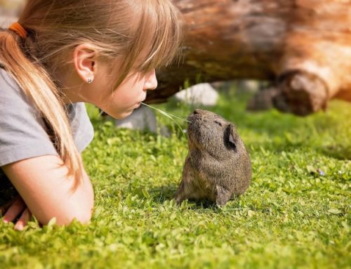 Accueillir correctement un cochon d’inde à la maison