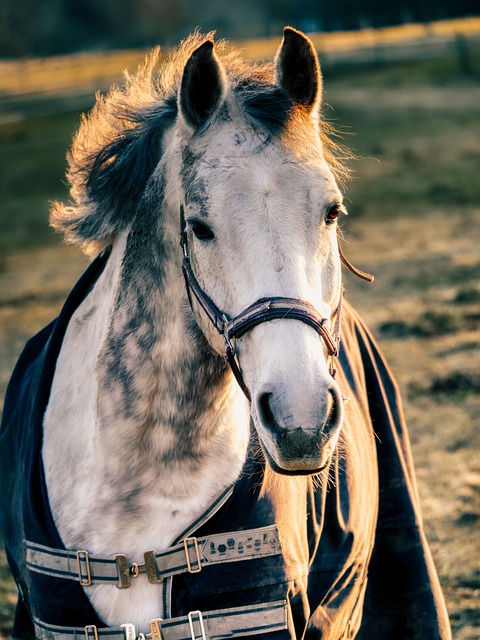 Couverture cheval Couverture cheval