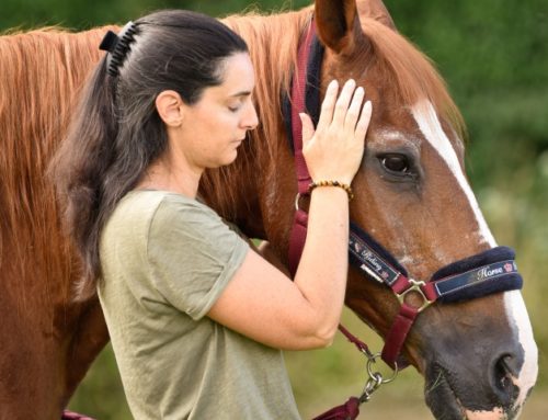 Les 9 erreurs qui vous empêchent de réussir en communication animale