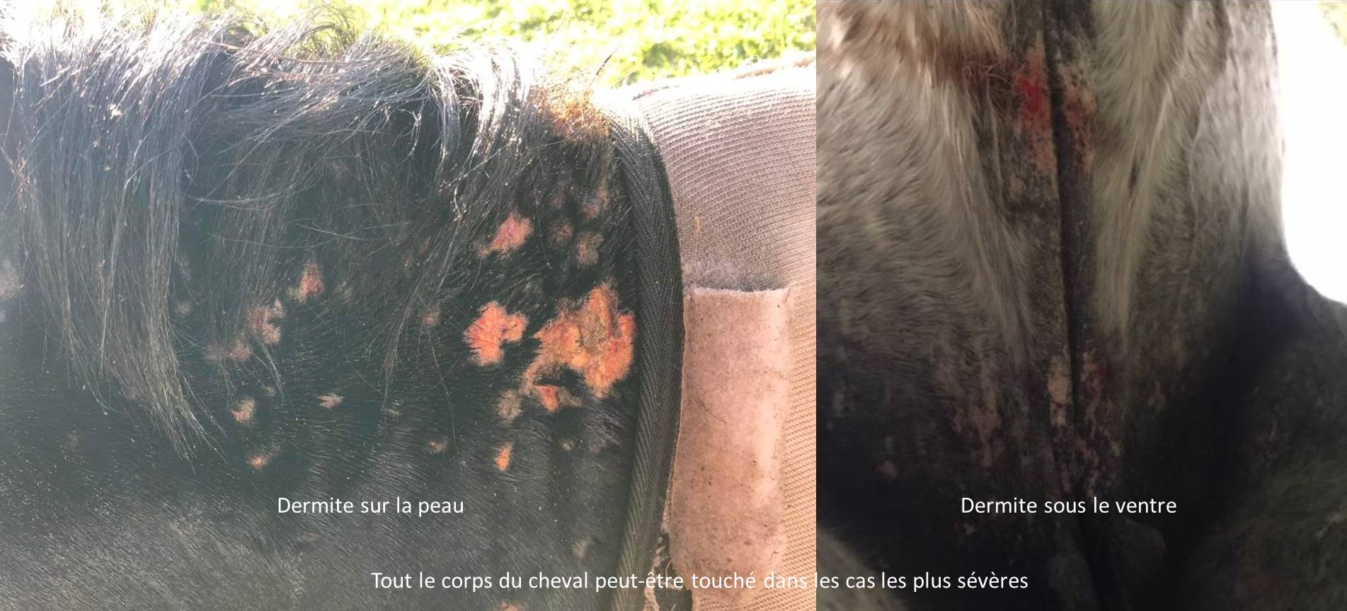 dermite estivale cheval