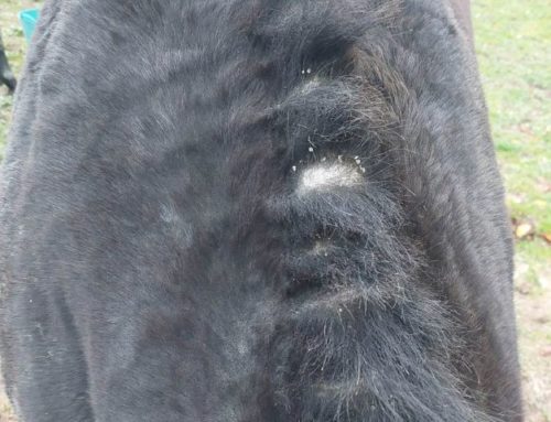 La dermite estivale : Et si on devait aussi anticiper l’hiver ?