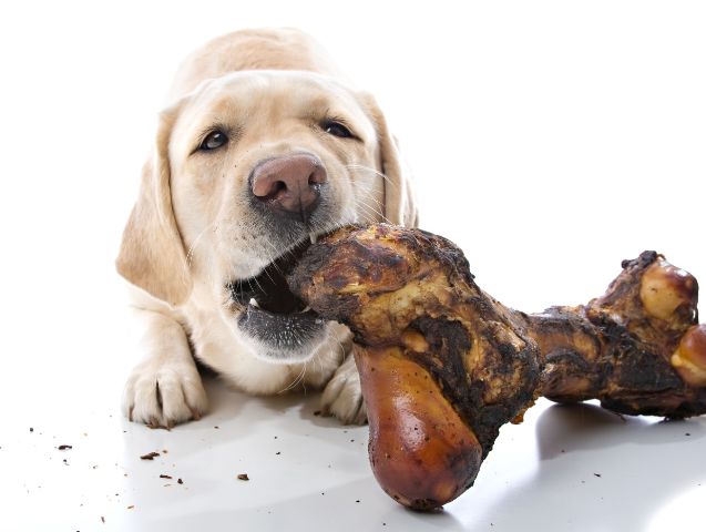 Besoin de mastication chien