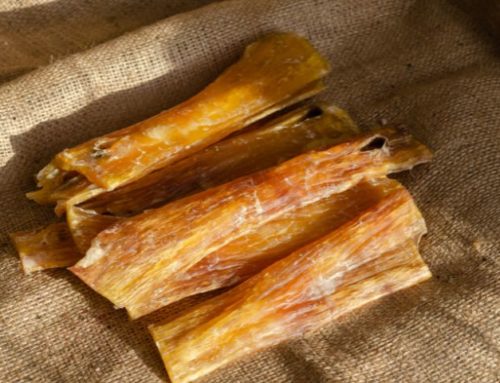 Les bienfaits de la mastication chez le chien