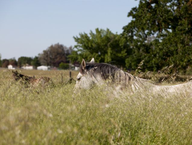Cheval au pré au printemps