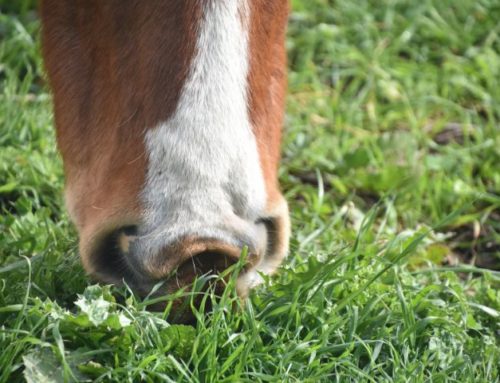 La transition à l’herbe au printemps, les bonnes pratiques