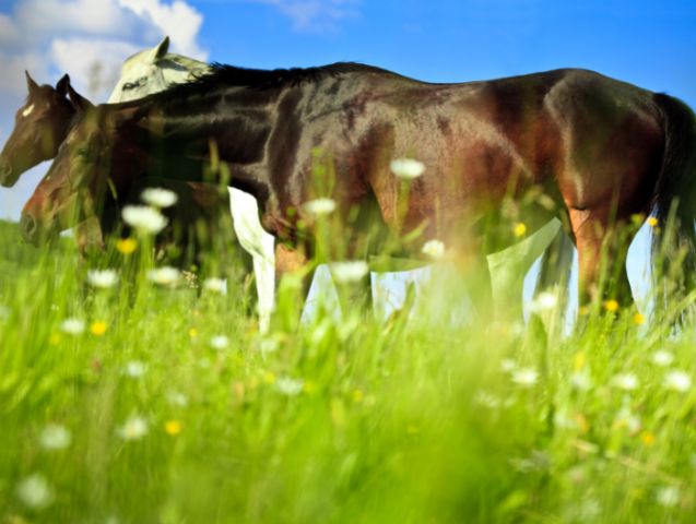 La vermifugation chez le cheval