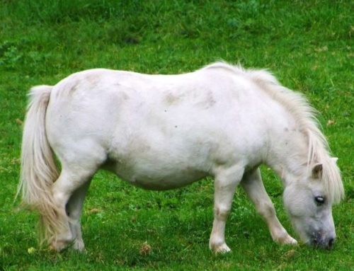 La fourbure – ce fléau !