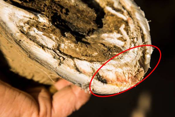 Sabot fourbu vue solaire