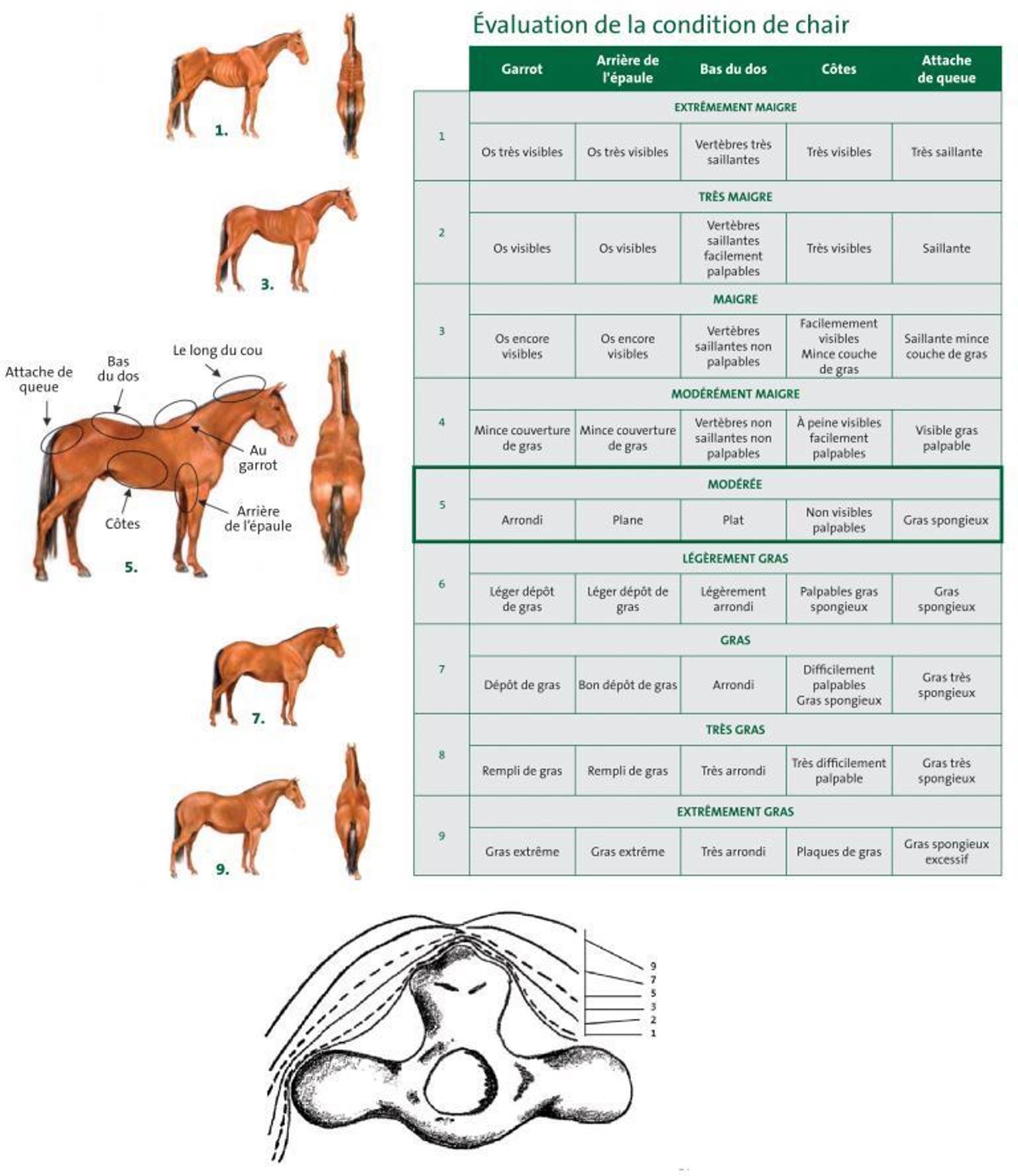 cote_de_chair cheval