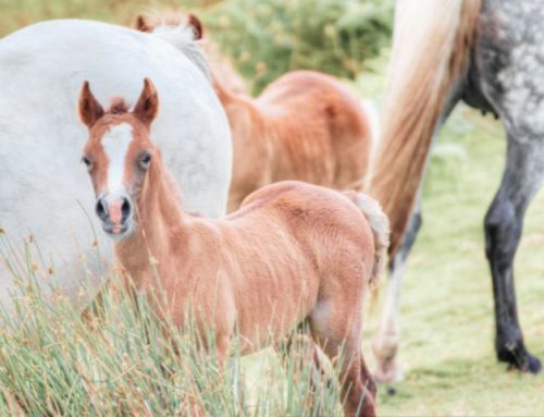 L’importance de l’âge du sevrage chez les animaux :