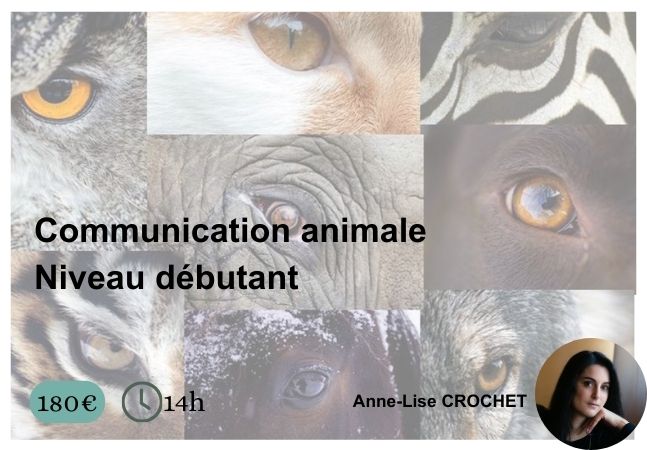 Formation en ligne communication animale